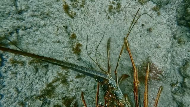 해초와 함께 해저에 있는 바닷가재