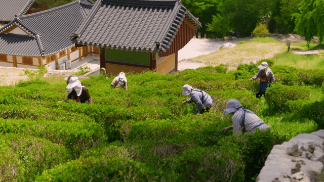 전통 사찰 옆 녹차밭에서 수확하는 사람들