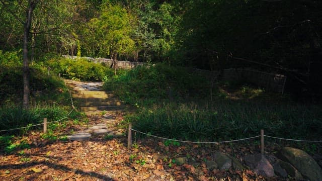 Tranquil walkway with green trees and winding path on a sunny day