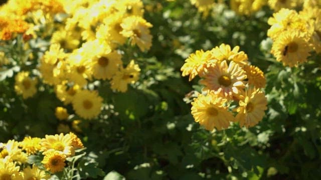 Yellow Flowers in Full Bloom with the Bees