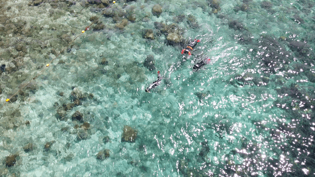 People snorkeling in clear ocean water