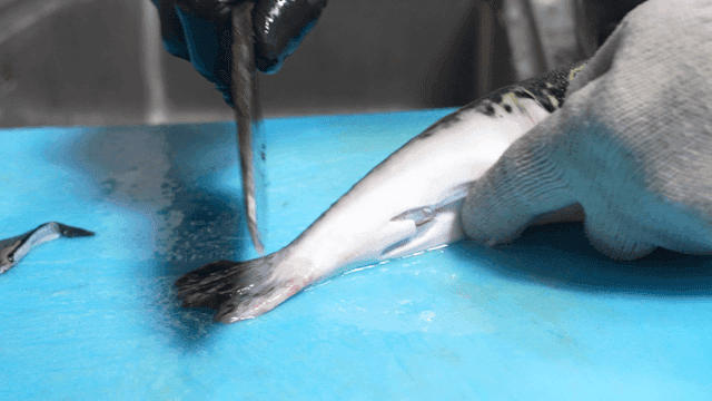 Pufferfish being prepared with knife on cutting board