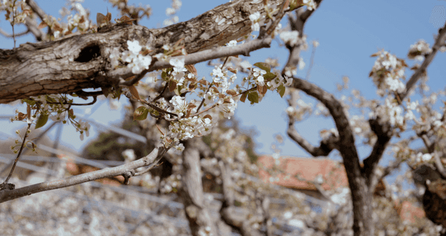 맑은 하늘 아래 꽃이 핀 나뭇가지