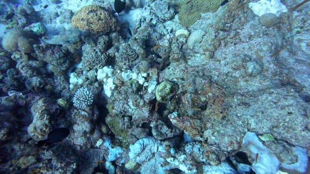 Colorful fish swimming among coral reefs