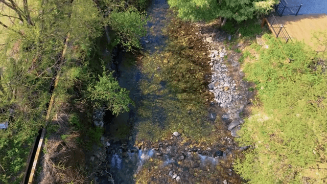 푸른 숲을 흐르는 고요한 시냇물
