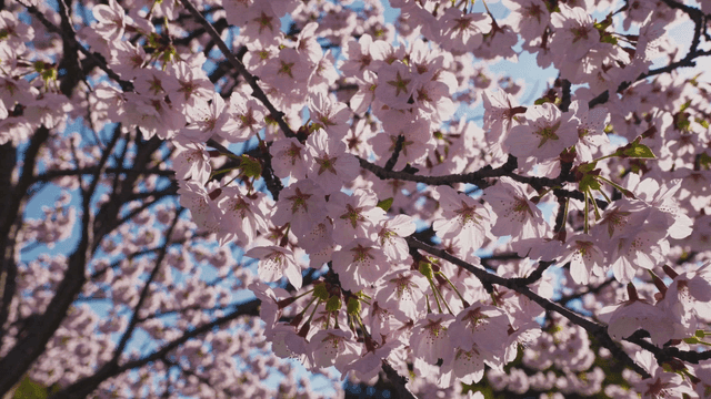 Cherry blossoms in full bloom under a clear sky