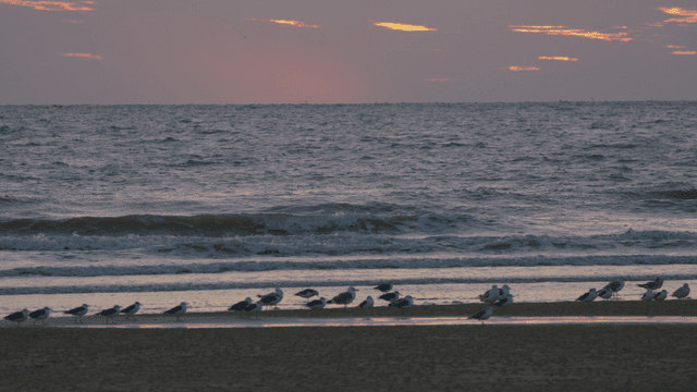 Sandpipers on a dark and quiet beach