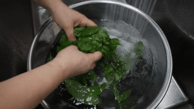 싱크대에서 신선한 바질 잎 씻기