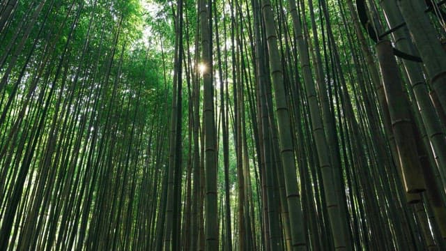 Dense bamboo forest with sunlight filtering through