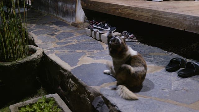 Dog sitting under the wooden floor of a country house at night and shaking its head