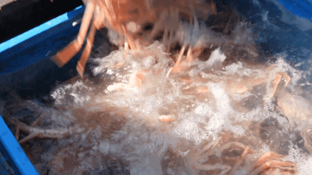 물탱크에 부어지는 게들