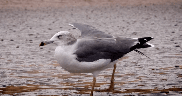 진흙 해안에 서 있는 갈매기
