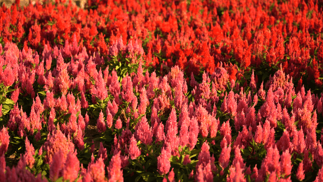 들판에 가득찬 연분홍색과 붉은 색의 맨다리미 꽃