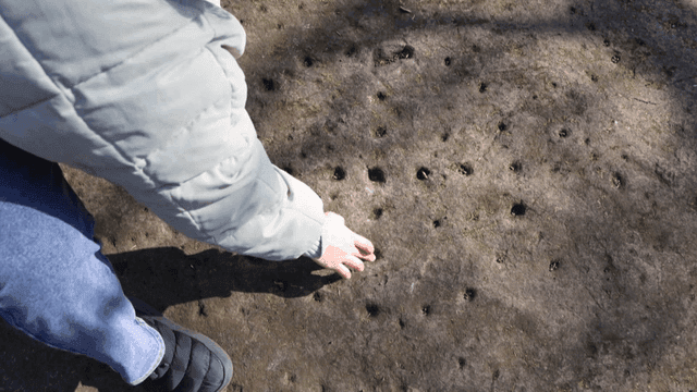 Person examining small holes on the ground