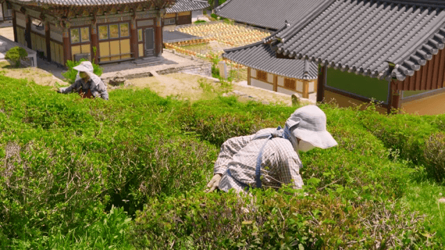 People harvesting green tea in a field next to a traditional temple