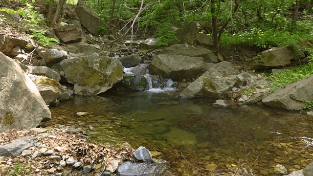 Tranquil forest stream with rocks