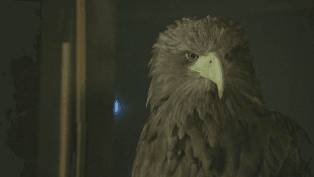 Majestic white-tailed eagle with sharp eyes in dark night