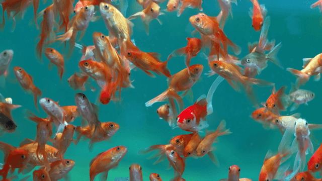 Colorful school of fish swimming