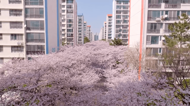 아파트 단지 거리를 따라 핀 벚꽃