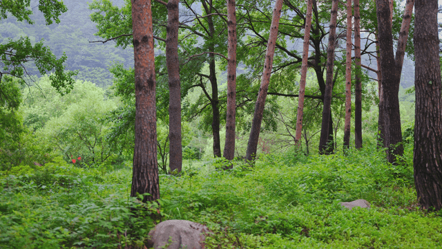 키 큰 나무가 있는 푸른 숲