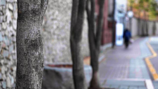 Person walking along a quiet alley lined with trees