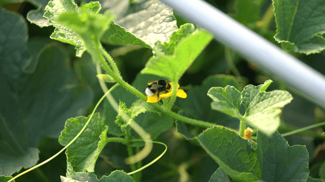 Bees pollinating yellow flowers