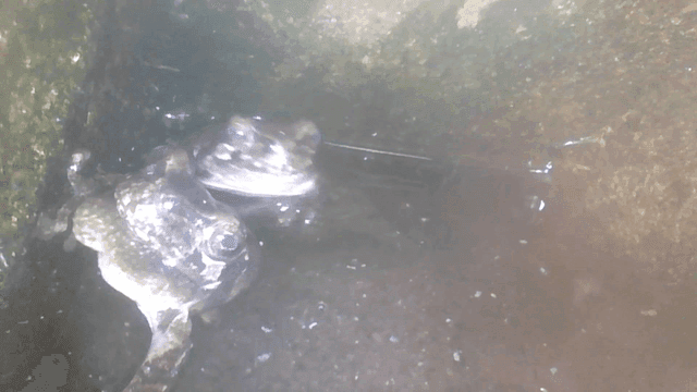 Two frogs in damp swamp corner