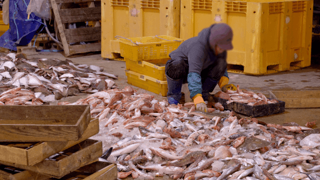 Sorting fish at fish market