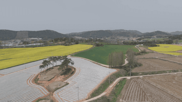 Wide farmland with yellow fields.