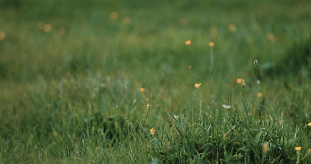 들꽃과 풀이 있는 들판