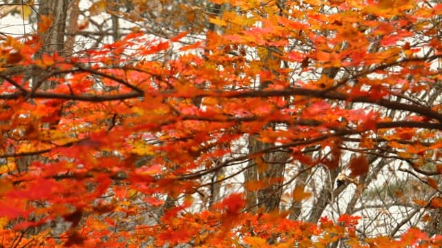 붉게 파도치는 단풍 물결