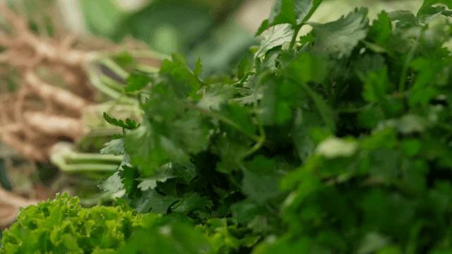 신선한 고수와 뿌리 채소