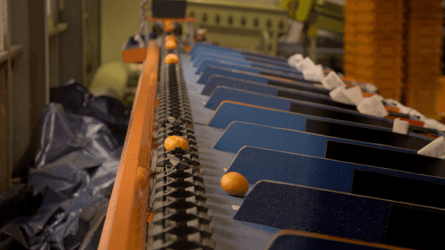 Tangerines being sorted on conveyor belt at factory