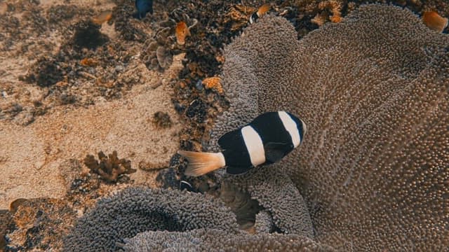 Clownfish Swimming Around Sea ​​Anemone