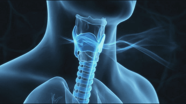 Visualization of airflow through the throat