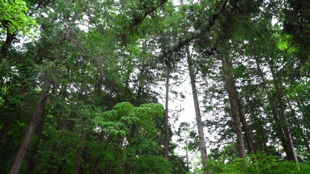 Serene, lush forest path with two stone monuments visible