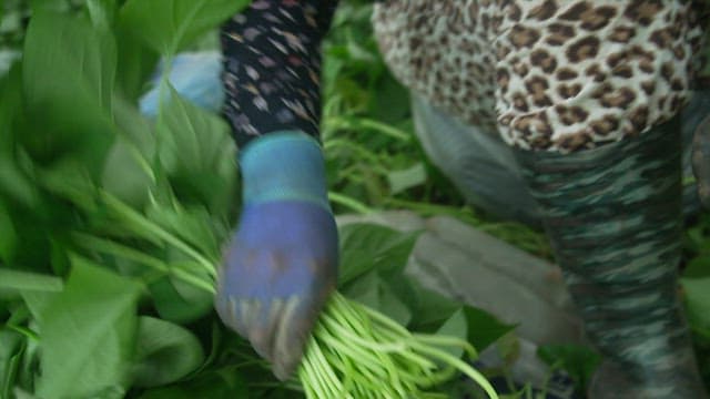 무성하고 푸른 고구마순을 수확하는 농부