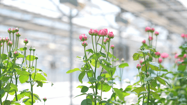 Pink roses blooming in a greenhouse