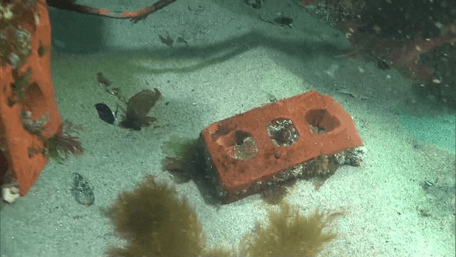 Underwater scene with marine life and coral