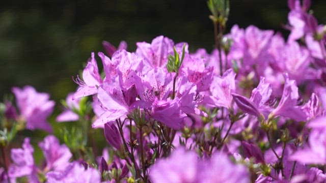 Pink Azalea with Visiting Bees under Sunlight