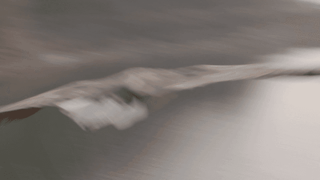 White-tailed eagle taking flight near calm lake