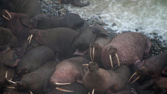 Resting herd of walruses on a rocky beach