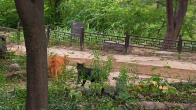 나무가 우거진 곳에서 노는 고양이들
