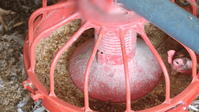 빨간 급여기에서 먹이를 먹는 닭들