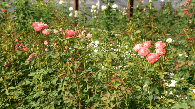 Rose garden in full bloom