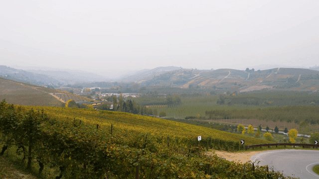 Vast vineyards stretching over rolling hills