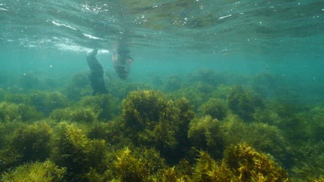 Underwater scene with a female diver harvesting seafood and seaweed