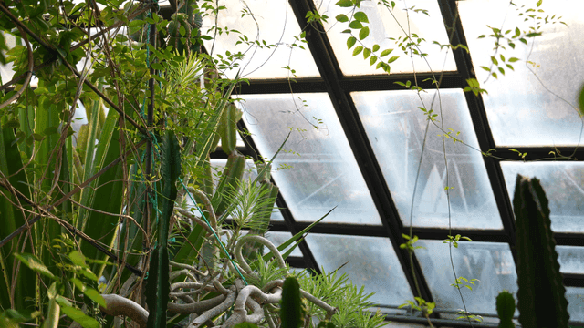 Greenhouse filled with lush plants