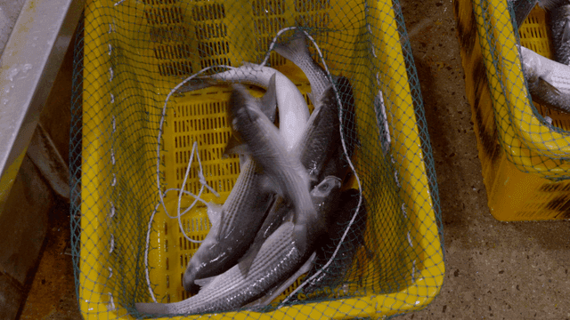 Fresh fish in a yellow basket at a market
