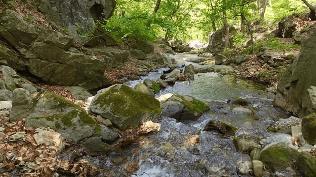 Tranquil forest stream with rocks